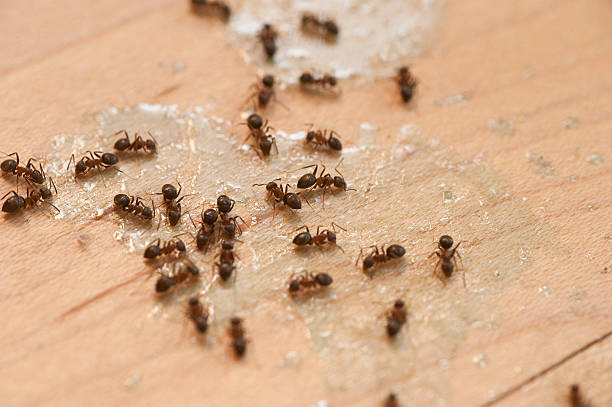 Best Affordable Pest Control Services  in Somerset, PA