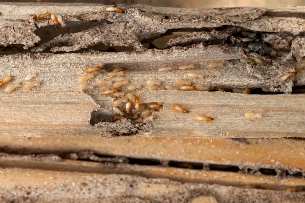 Pest Control for Restaurants in Somerset, PA